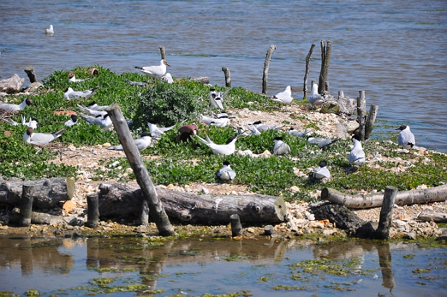 Holiday Dorset_9321_edited-1.jpg - SANDWICH TERNS - BROWNSEA ISLAND - 1.6.09